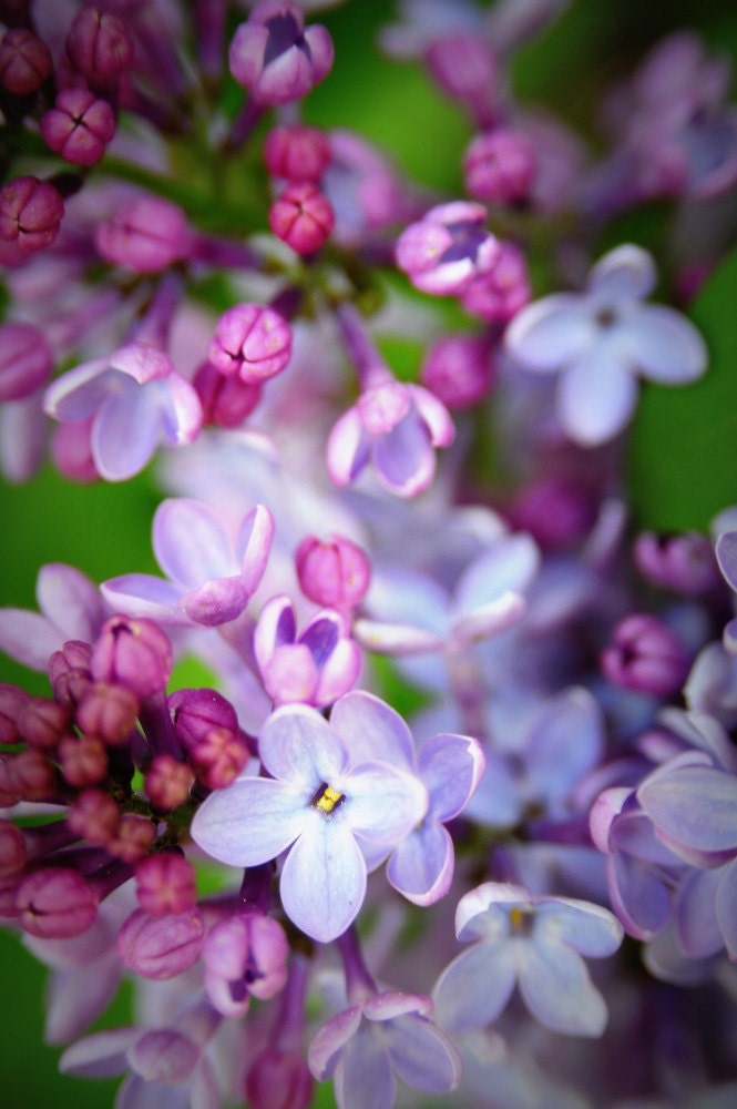 Lavender Petals Lilacs Delicate Spring Floral Bloom Blue Flower Rustic Cabin Lodge Photograph
