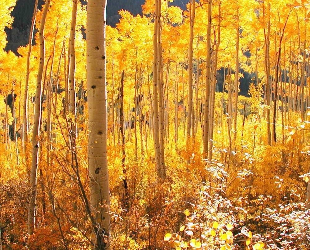 Photos Aspen Trees