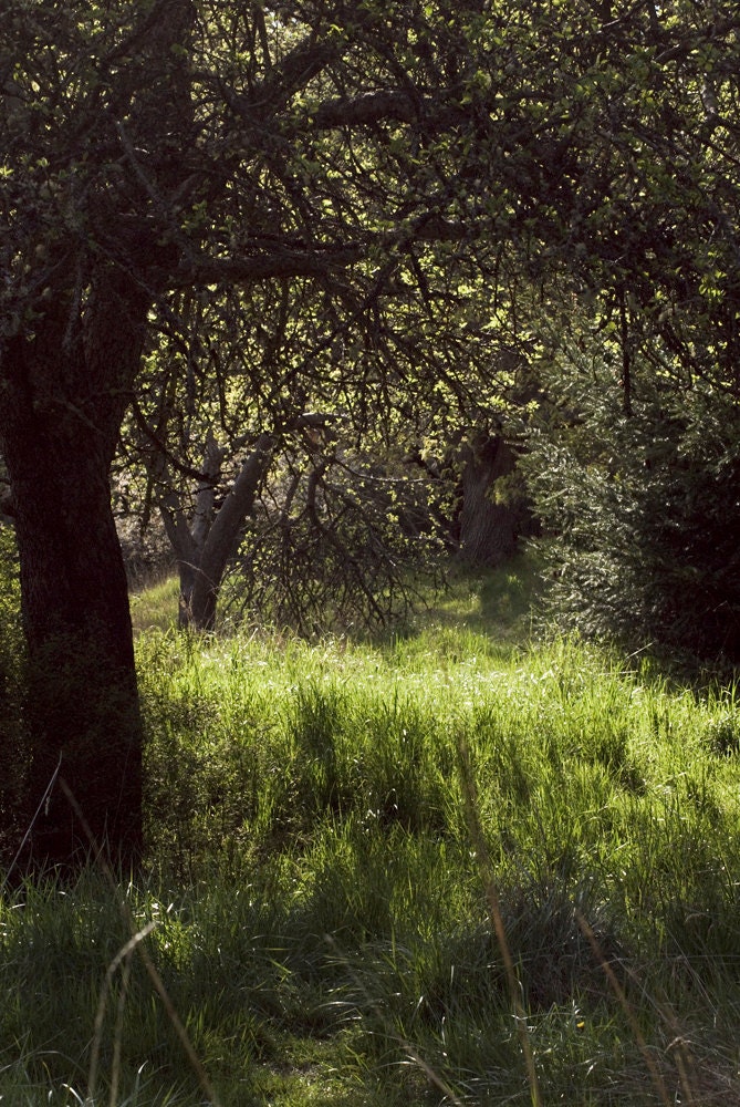 Spring Woods photography overgrown garden fine art photography