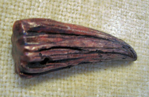 Red Dragon Claw