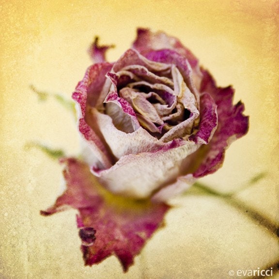 Pink vintage dried rose 8x8 fine art photography by Eva Ricci. Dried rose II