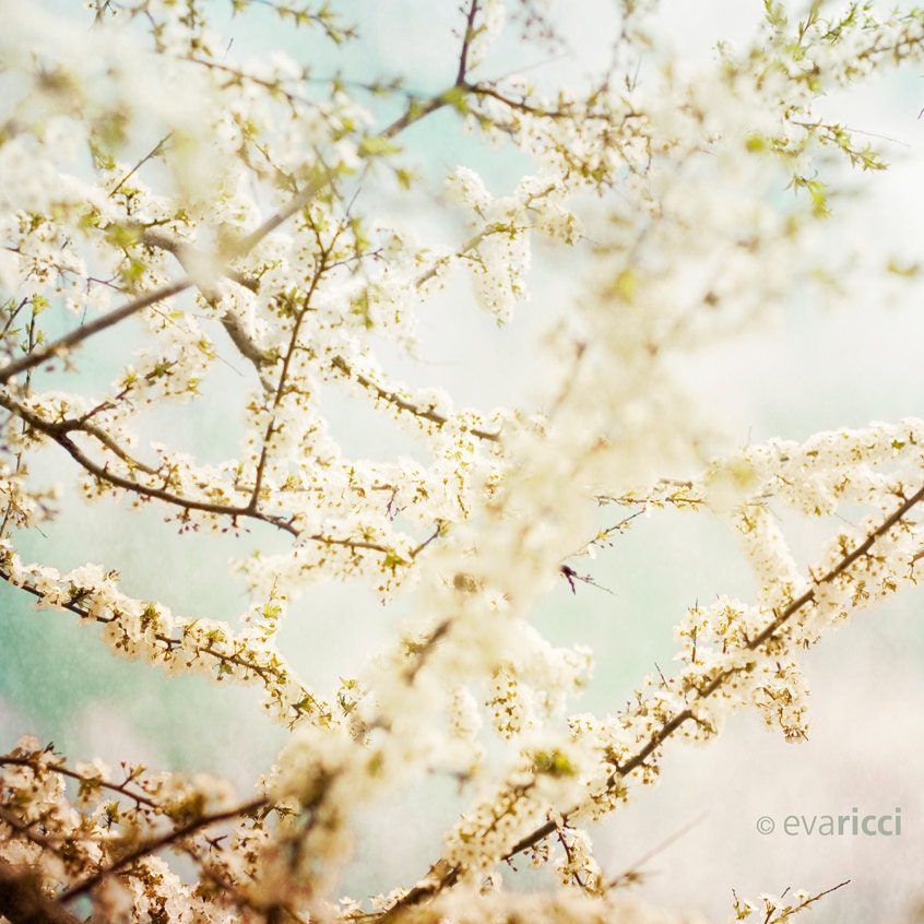 Flower photo white Cherry Blossom photograhy, 8x8 Fine Art archival print, Kodak endura paper Photograpghy, Eva Ricci. Title: Cherry Blosso