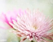 Pink Lady - Fine Art Photo- Eva Ricci Studio- 12x8
