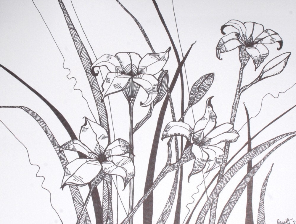 Drawn Lilies