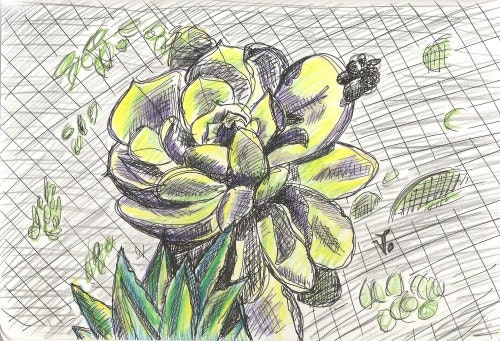 Edward Weston inspired Succulent landscape drawing