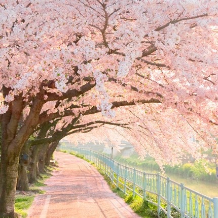 pink trees cherry blossom photograph 8x8 fine art print