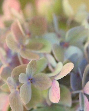 hydrangea 8x10 fine art photograph pale pastel petals