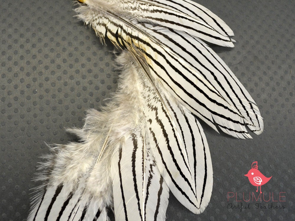 12 pcs - SILVER PHEASANT feathers, all natural, select grade, zebra, stripes, exotic feathers