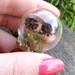 mini terrarium ring miniature terrarium jewelry moss pinecone woodland green brown glass dome forest
