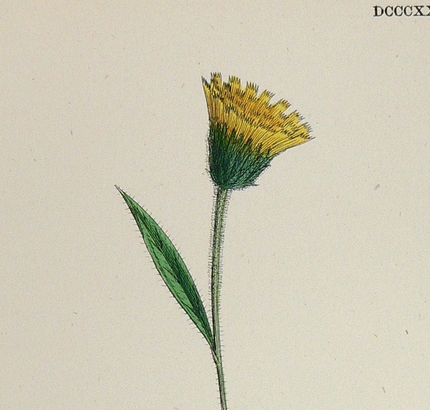 1866 Antique Botanical Flower Color Print Yellow Hawkweed - OldMapsandPrints