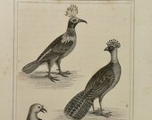 Antique 1825 Copperplate Engraving of Game Birds Pheasant Curassow Crough Crow