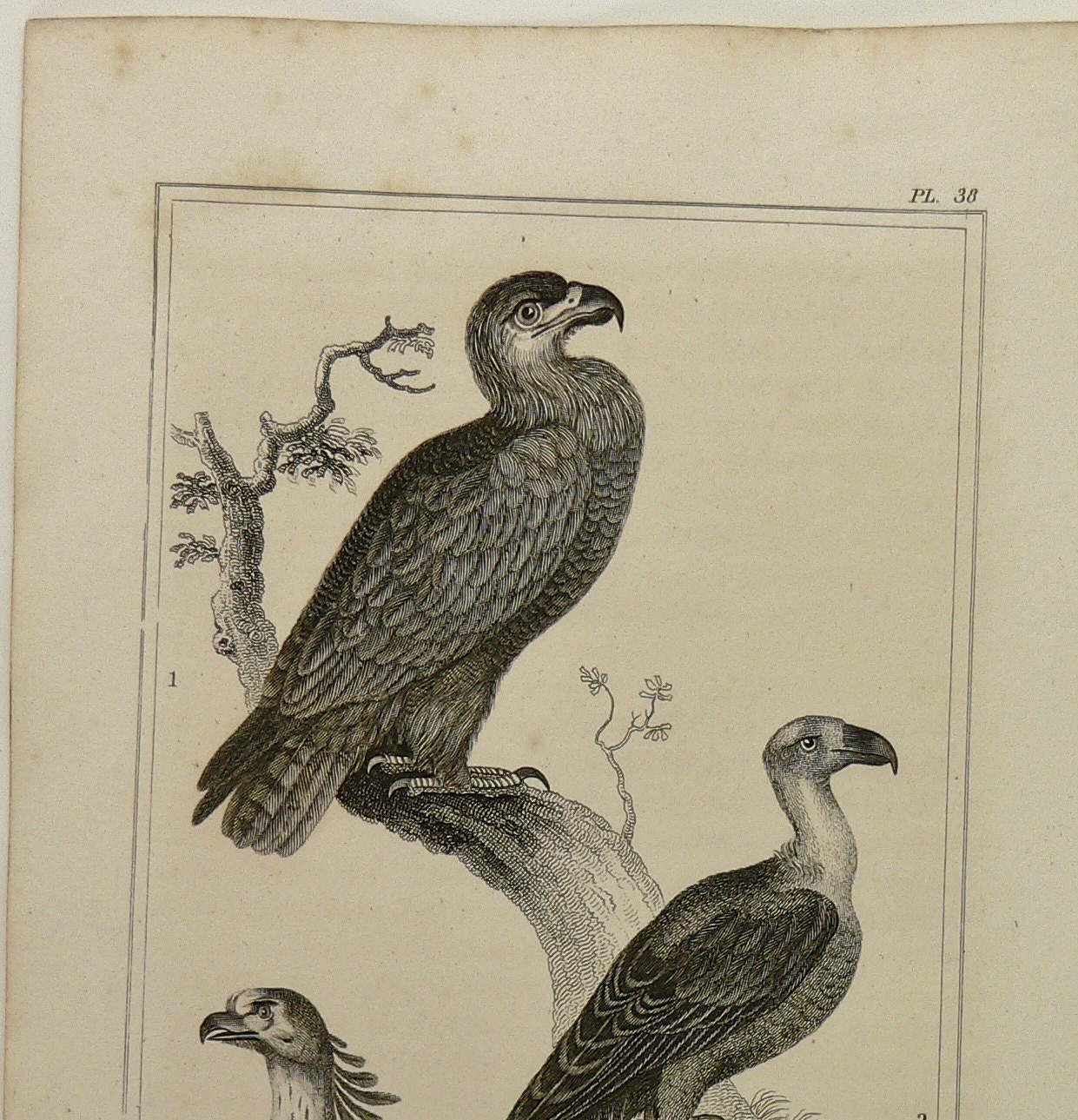 Eagle Vulture Secretary Birds of Prey  Antique 1825 Copperplate Engraving Birds of Prey