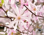 Spring Blooms - 8x10 Fine Art Photographic Print