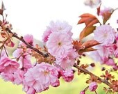 Newport Blossoms - 8x10 Fine Art Photographic Print