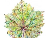 Food Print from Original Watercolor, Kitchen Art-Grape Leaf