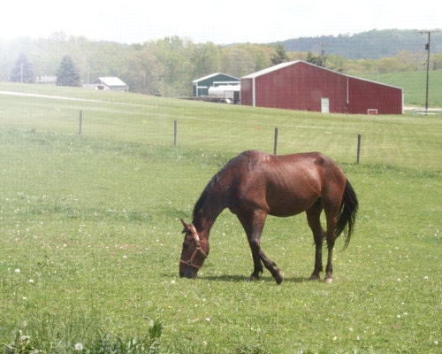 Country Landscape 8x10 Photo Print