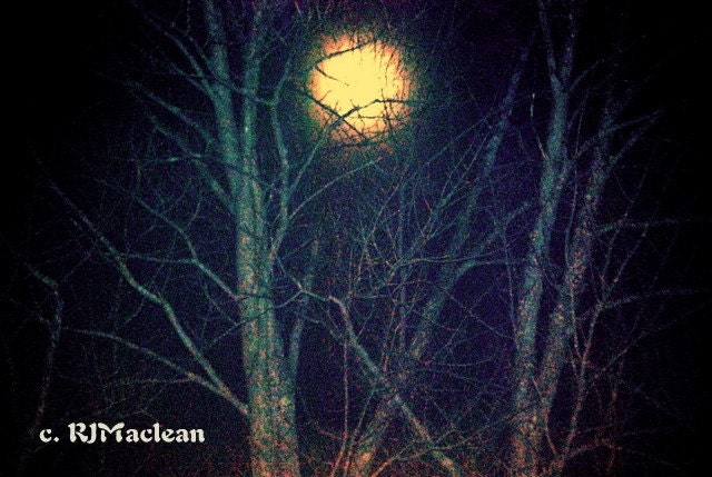 Full Moon In Forest Note Card