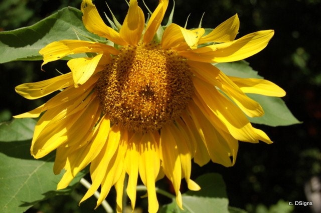 Sunflower Note Card