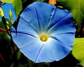 Morning Glory Flower and Buds Note Card