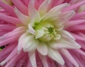 Pink Dahlia Note Card