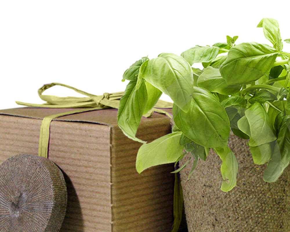 Eco Friendly Herb Box Wedding Favor - Basil - Sage