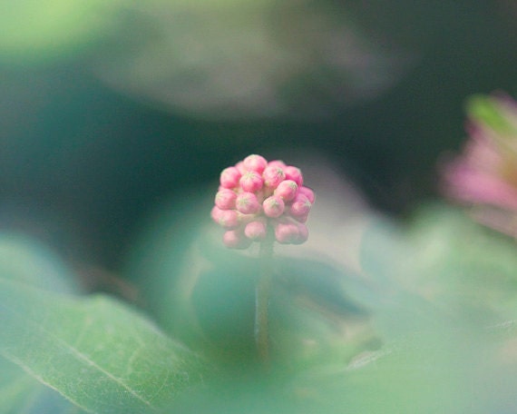 Flower Photography - Pink Flower - 8x10, Spring and Summer Floral Home Decor