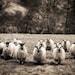 Sheep Photography - Monochrome Nature Print, Wall Decor - The Flock - Scotland photography, Scottish sheep wall art, sepia