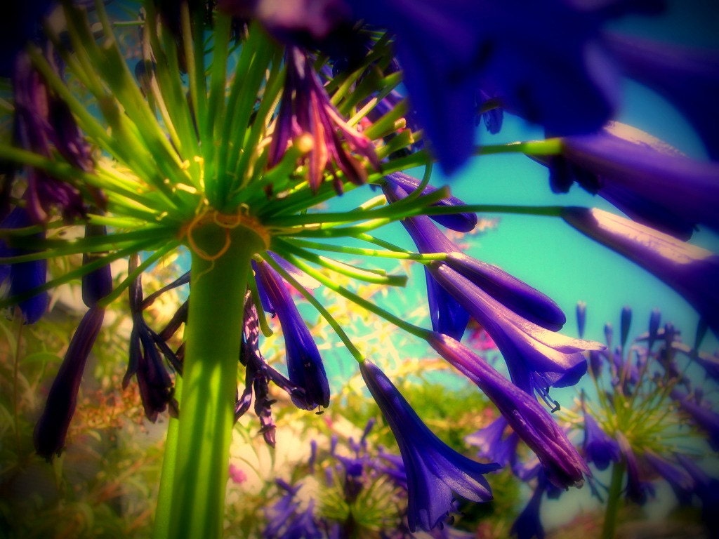Lily of the Nile Photograph 20x30 - flower floral spring agapanthus purple blue green art print home decor