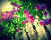 Lilac Fence - Gallery Wrap Canvas Photograph 20x30 - spring flower floral purple green white country picket art print home decor