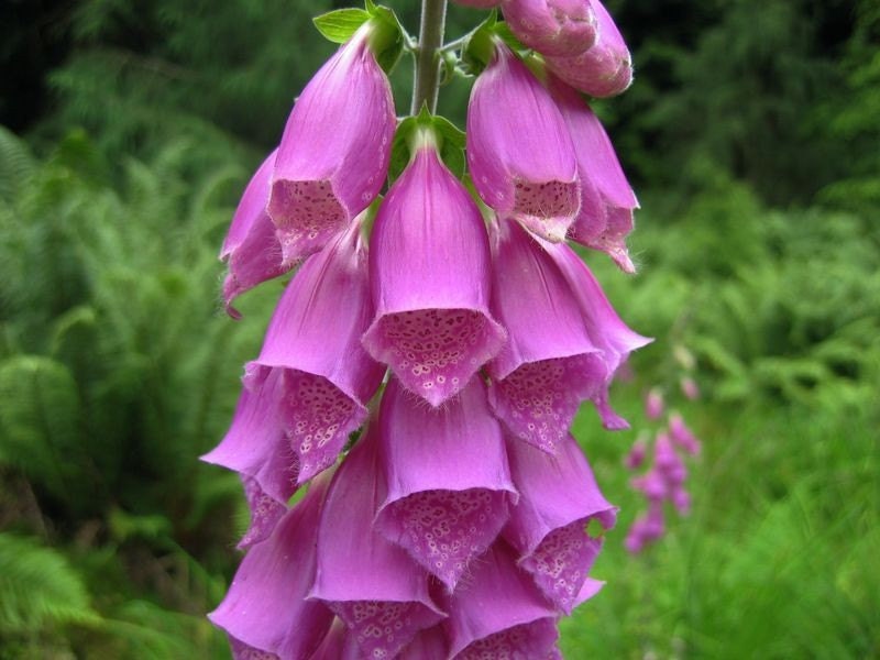 Foxglove Seeds