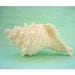 Conch Sea Shell Crochet Ornament-Amigurumi Free Shipping Domestic