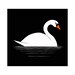 Swan Illustration - 8.5 x 11 Print
