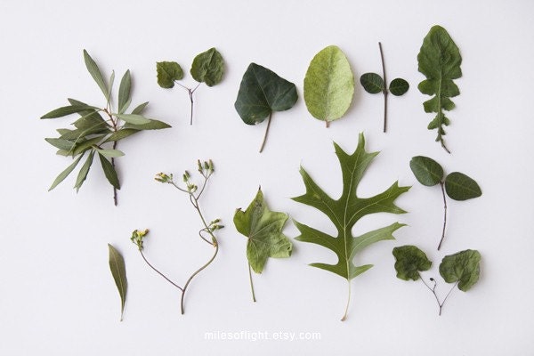 Herbariums I. 8x10. Fine Art Photographic Natural History Print. Minimal simple style. Natural Home Decor. Indoor garden botanical