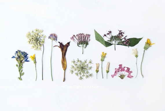 Summer Flora - 8x10 Fine Art Photographic Natural History Print. Minimal. Natural Home Decor. Indoor garden botanical. Mother's Day