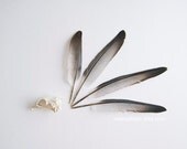Bird - 8x10. Fine Art Photographic Natural History Print. Minimal simple style. Natural Home Decor. Feathers. Bird skull
