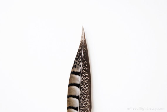 Feather Series N6. 8x10. Fine Art Photographic Natural History Print. Minimal simple style. Natural Home Decor. Indoor garden botanical