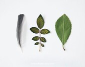Leaves and Feather. 8x10. Fine Art Photographic Natural History Print. Minimalist. Natural Home Decor. Indoor garden botanical.