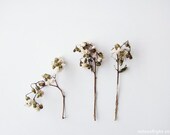 White Spring N1. 8x10. Fine Art Photographic Natural History Print. Minimal style. Natural Home Decor. Indoor garden botanical. Mother's Day