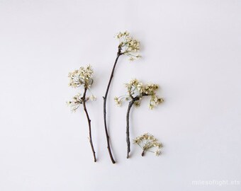 Indoor Garden N8 - 8x10 print. Fine Art Photographic Natural History Print. Minimal style. Natural Home Decor. Indoor garden botanical