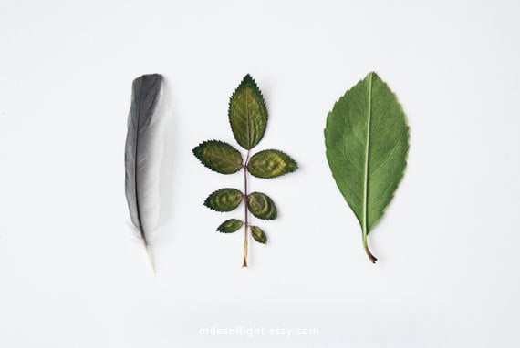 Leaves and Feather. 8x10. Fine Art Photographic Natural History Print. Minimalist. Natural Home Decor. Indoor garden botanical.