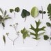 Herbariums I. 8x10. Fine Art Photographic Natural History Print. Minimal simple style. Natural Home Decor. Indoor garden botanical