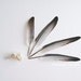 Bird - 8x10. Fine Art Photographic Natural History Print. Minimal simple style. Natural Home Decor. Feathers. Bird skull