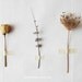 Flora Study N3 - 8x10. Fine Art Photographic Natural History Print. Minimal simple style. Natural Home Decor. Indoor garden botanical