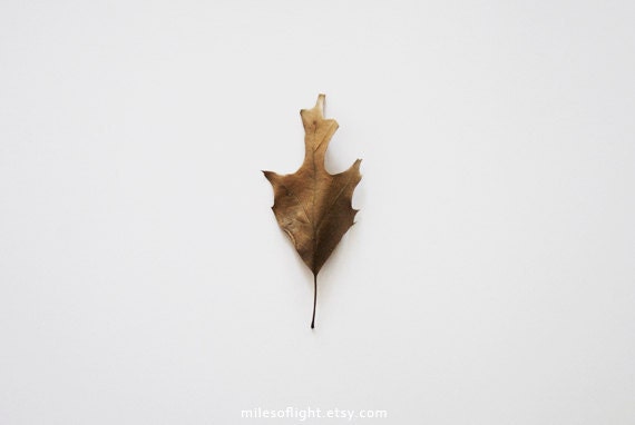 Leaf. 8x10. Fine Art Photographic Natural History Print. Minimal simple style. Natural Home Decor. Indoor garden botanical