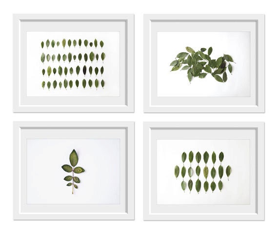 Leaves Collection N1. 8x10. Fine Art Photographic Natural History Print. Minimalist. Natural Home Decor. Indoor garden botanical.