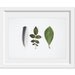 Leaves and Feather. 8x10. Fine Art Photographic Natural History Print. Minimalist. Natural Home Decor. Indoor garden botanical.