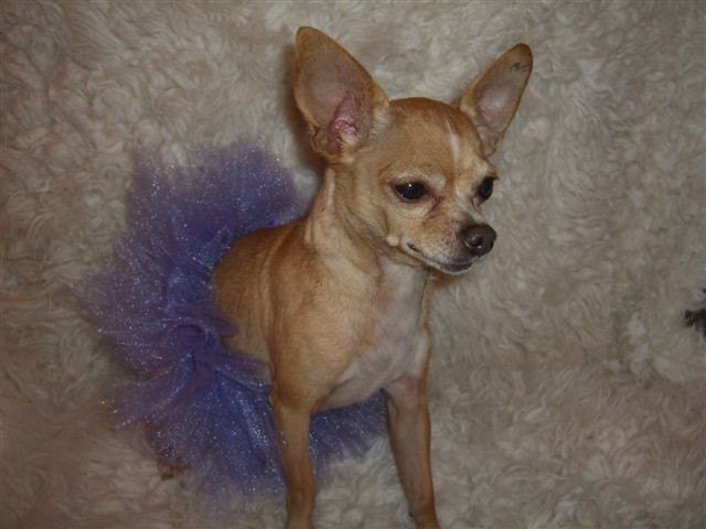 CHIHUAHUA SMALL Dog TUTU Costume dress up