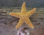 Starfish Hair Clip-Sugar Starfish Bobby Pin-Small, Beach Weddings, Mermaid, Tropical, Nautical