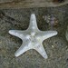 Starfish Hair Barrette Knobby Starfish Hair Clip-Starfish Beach Weddings-Mermaid Hair-Mermaid Costumes-Beach Hair