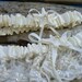 Starfish Beach Wedding Bridal Garter Set-ELEGANT IVORY-Weddings, Starfish, Beach Weddings, Ivory Lace, Bridal Accessories, Toss Garter